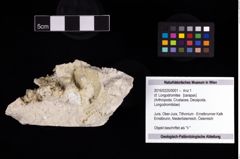 Foto (Objekt + Etikett) von cf. Longodromites  (NHMW-GEO-2016-0225-0001)